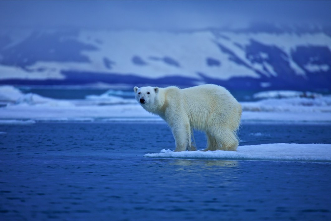 L'ours blanc L'ours blanc